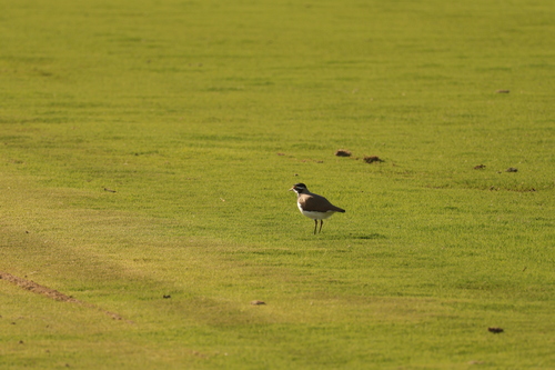 Banded Lapwing (Vanellus tricolor), photo 6