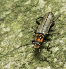 Cyrtomoptera divisa
