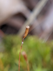 Atrichum