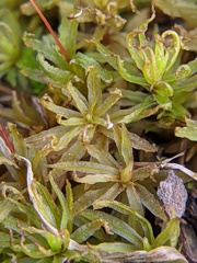 Atrichum