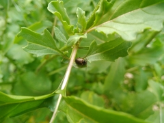 Microtheca ochroloma