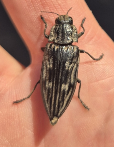 Pine-borer