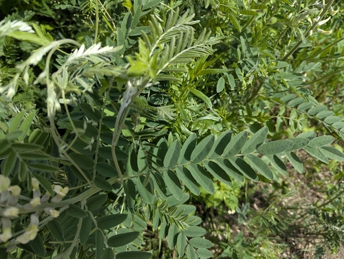 Sophora alopecuroides, photograph 6