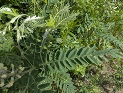 Sophora alopecuroides, photograph (c) Islam Galymzhanov, some rights reserved (CC BY)