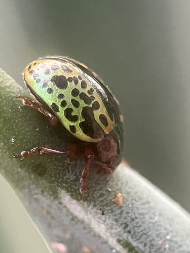 Calligrapha pantherina