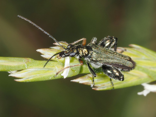 Yellow-legged Thick-legged Flower Beetle