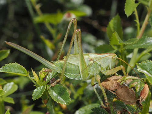 Great Green Bush-cricket