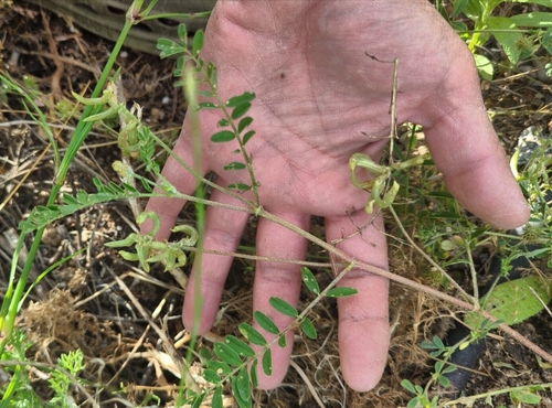 Astragalus hamosus, photograph 4