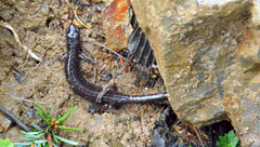 Plethodon vehiculum