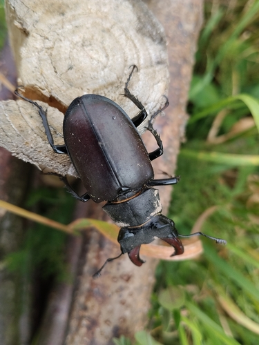 European Stag Beetle