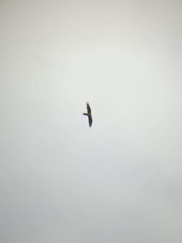 Bearded Vulture