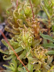 Atrichum