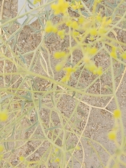 Haplophyllum tuberculatum