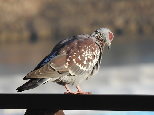 Speckled Pigeon