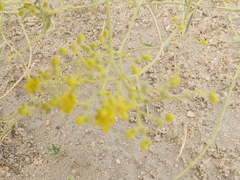 Haplophyllum tuberculatum