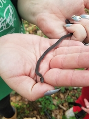 Diadophis punctatus stictogenys