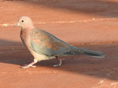 Laughing Dove