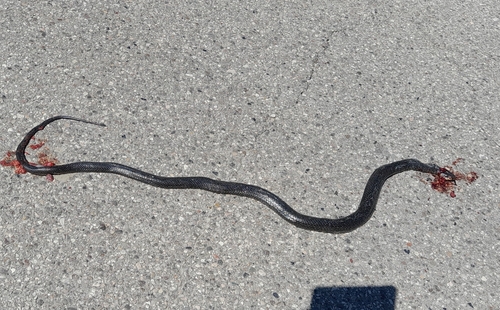 Green Whip Snake