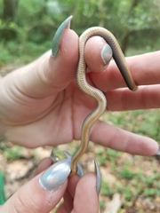 Diadophis punctatus stictogenys