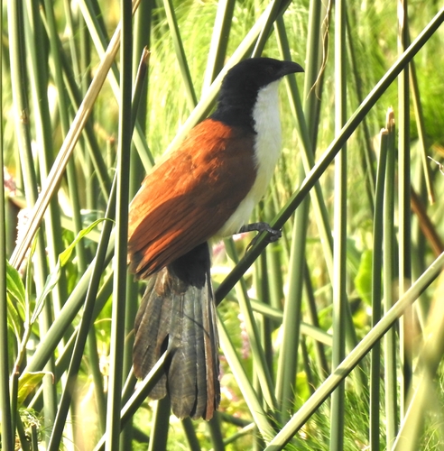 Blue-headed Coucal