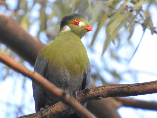 White-cheeked Turaco