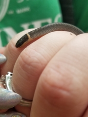 Diadophis punctatus stictogenys