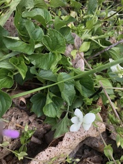 Viola alba