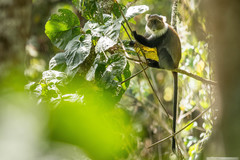 Cercopithecus mitis kolbi