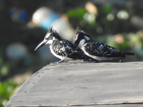 Pied Kingfisher