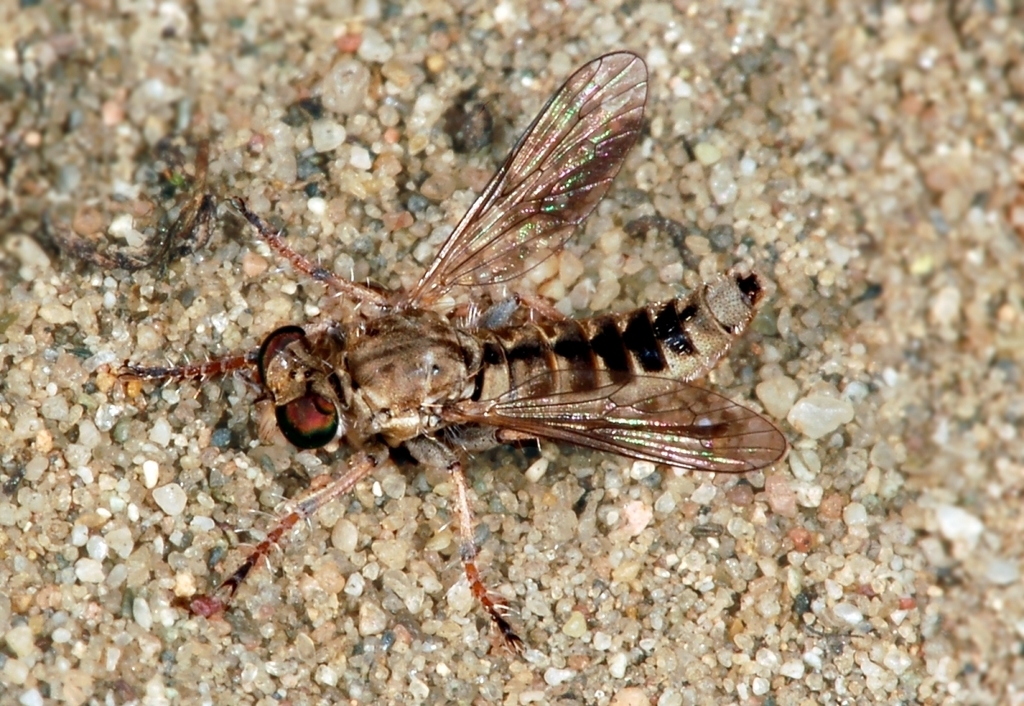 Stichopogon elegantulus