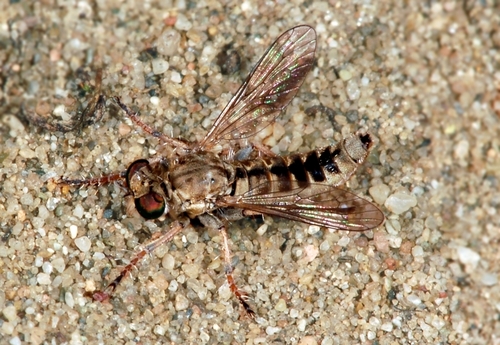 Representative image of Stichopogon elegantulus