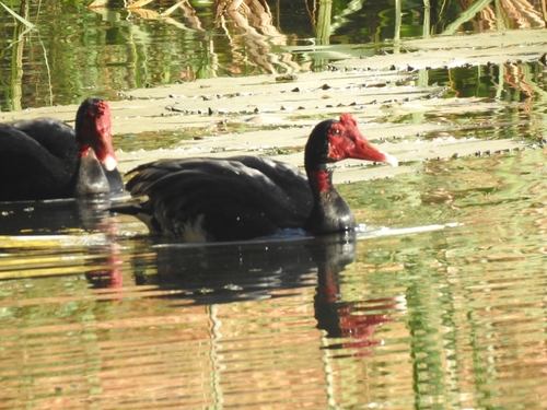 Spur-winged Goose