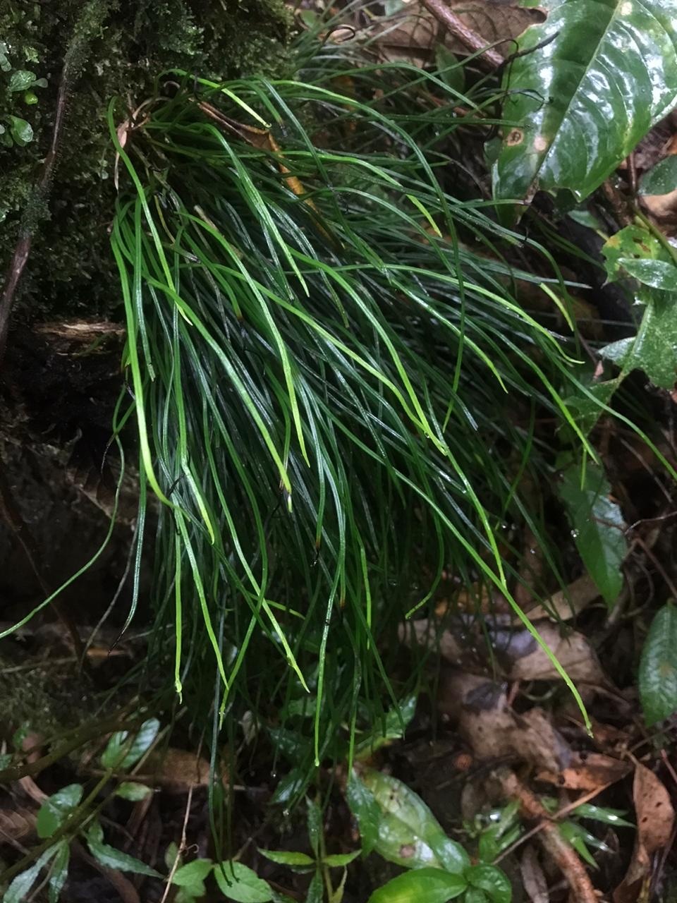 Vittaria graminifolia