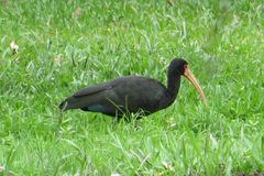 Phimosus infuscatus