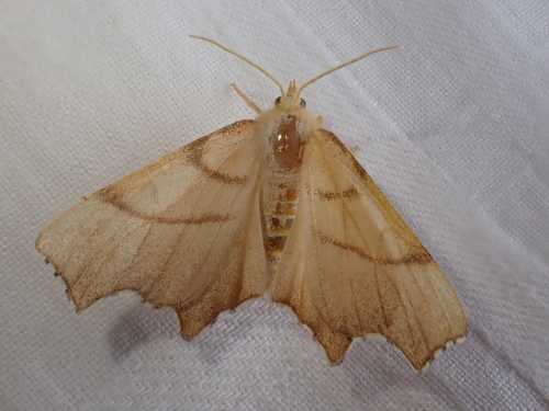 September Thorn