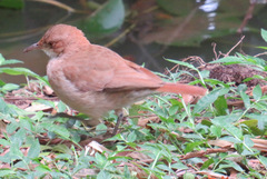 Furnarius rufus