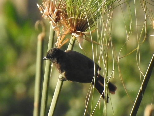 Common Bulbul