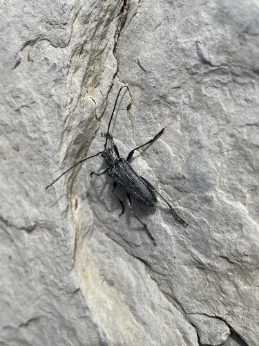 Oxymirus cursor