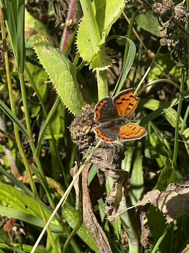 Small Copper