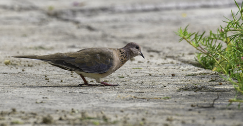 Laughing Dove