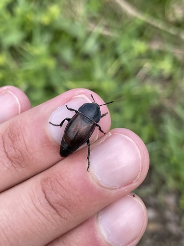 Silpha tyrolensis