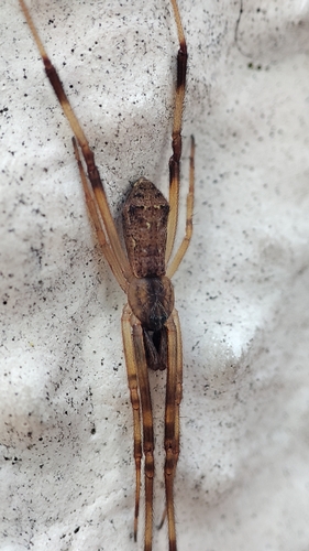 Episinus angulatus