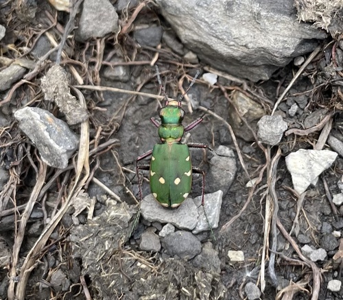 Green Tiger Beetle