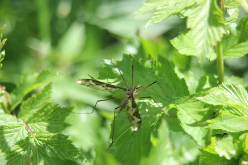 Giant cranefly