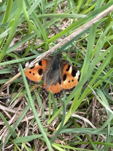 Small Tortoiseshell