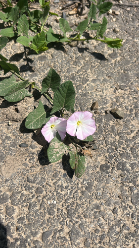 field bindweed