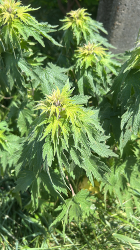 five-bladed motherwort