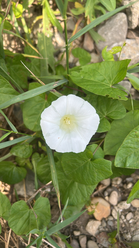 hedge bindweed