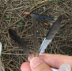 Ficedula albicollis