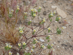 Eriastrum diffusum
